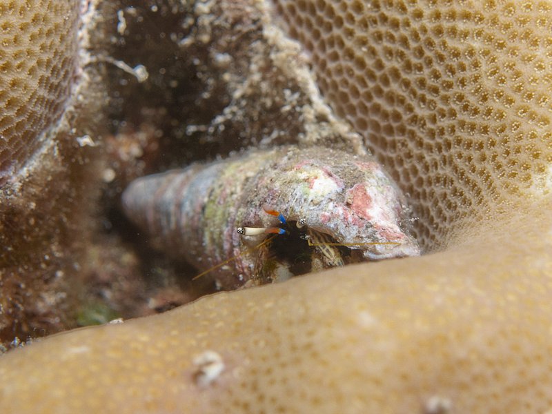 Hermit crab, House Reef